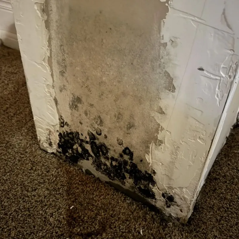 Professional Mold Removal in Ronceverte, WV